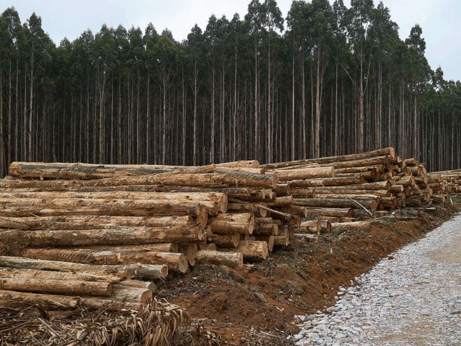 Gutwein Must Intervene in Tarkine Destruction - TARKINE ATHLETICS