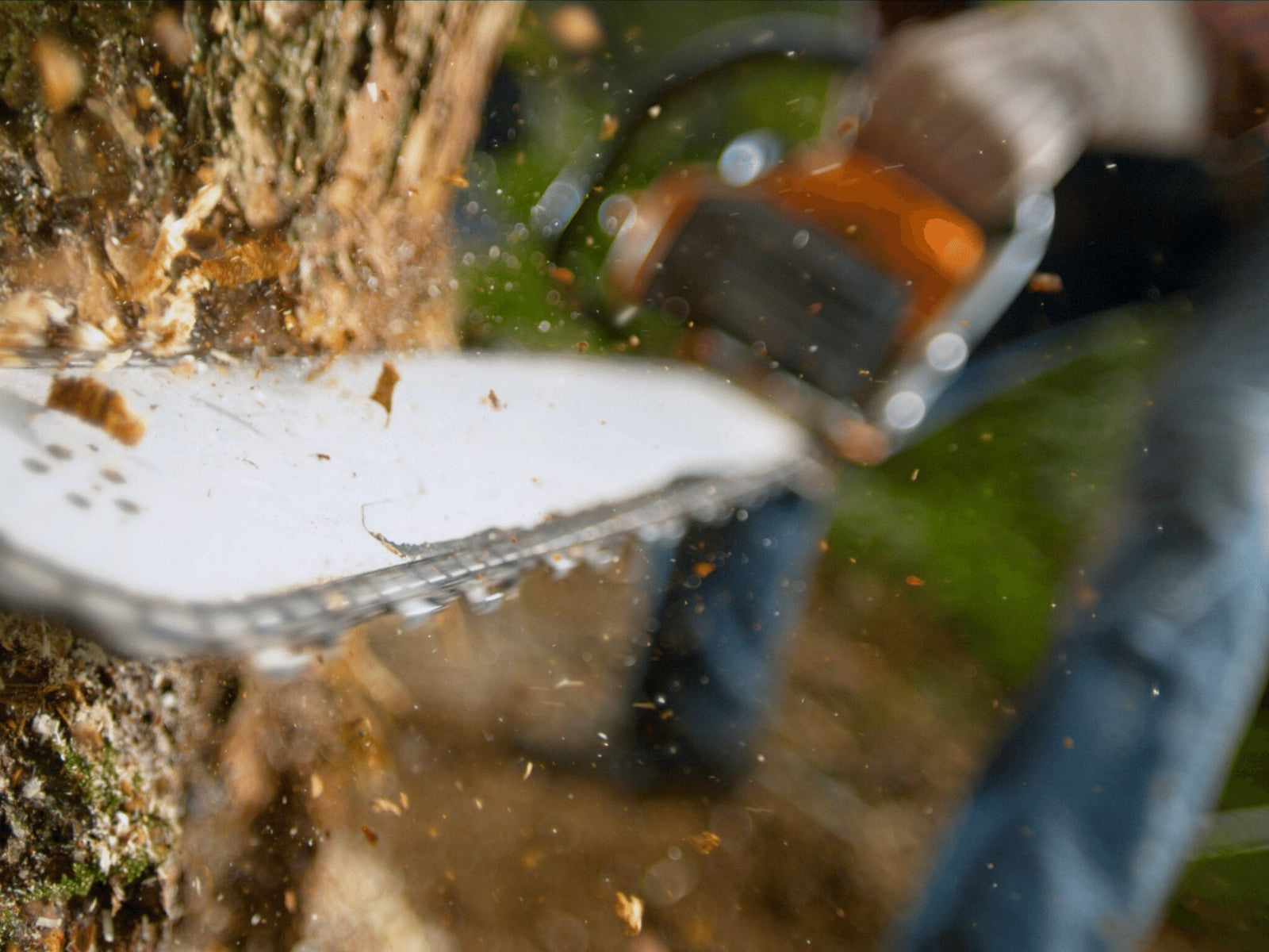 Logging the Tarkine threatens Tasmania's health and economy, doctors say - TARKINE ATHLETICS