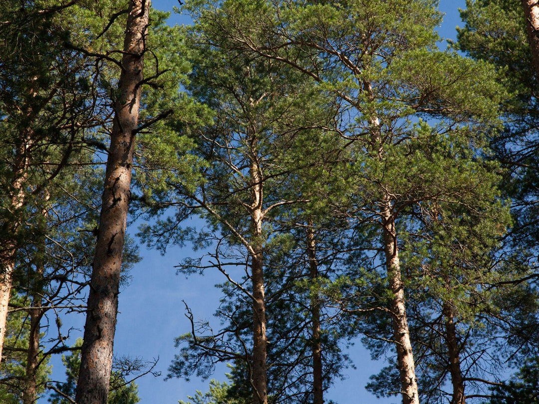 Sustainable Timber Tasmania releases plans to clear fell 4569 hectares in the North-West over three years