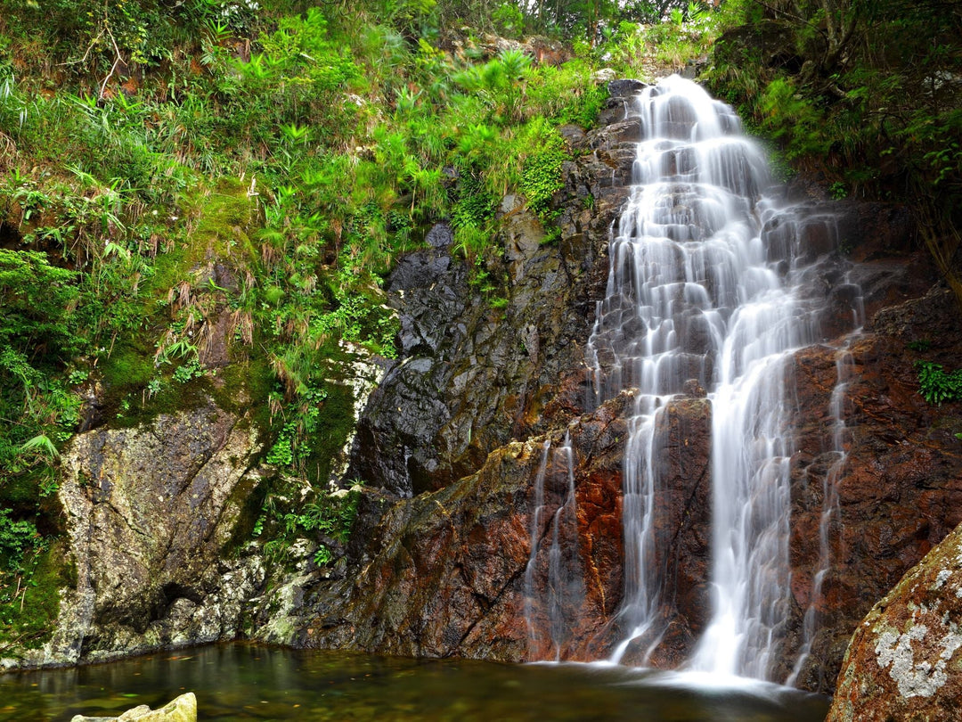 The majestic Tarkine region should be protected - Bob Brown