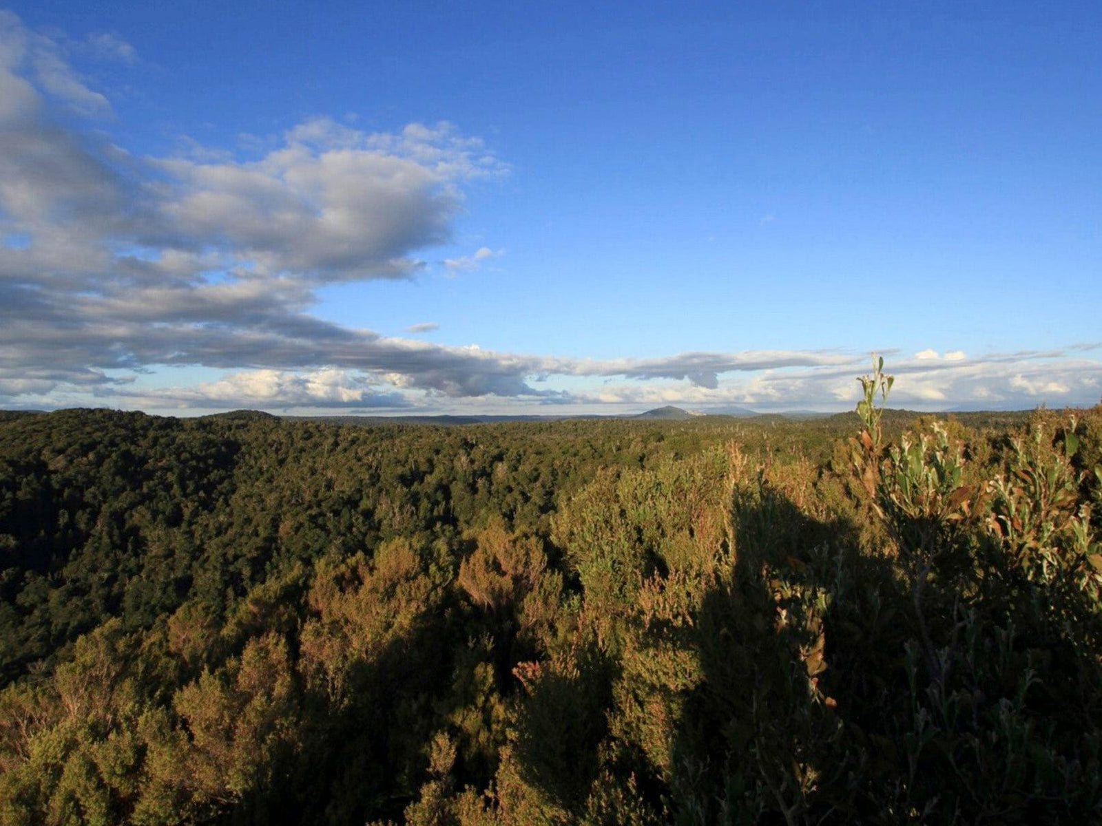 WATCH | Save Tasmanian's Forests –  Bob Brown Foundation - TARKINE ATHLETICS