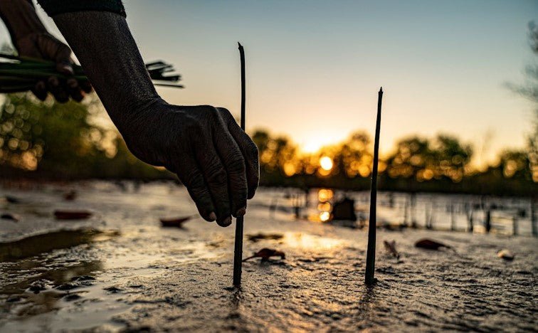 Every Pair Plants a Tree: How Tarkine Is Using Commerce to Fight for the Planet