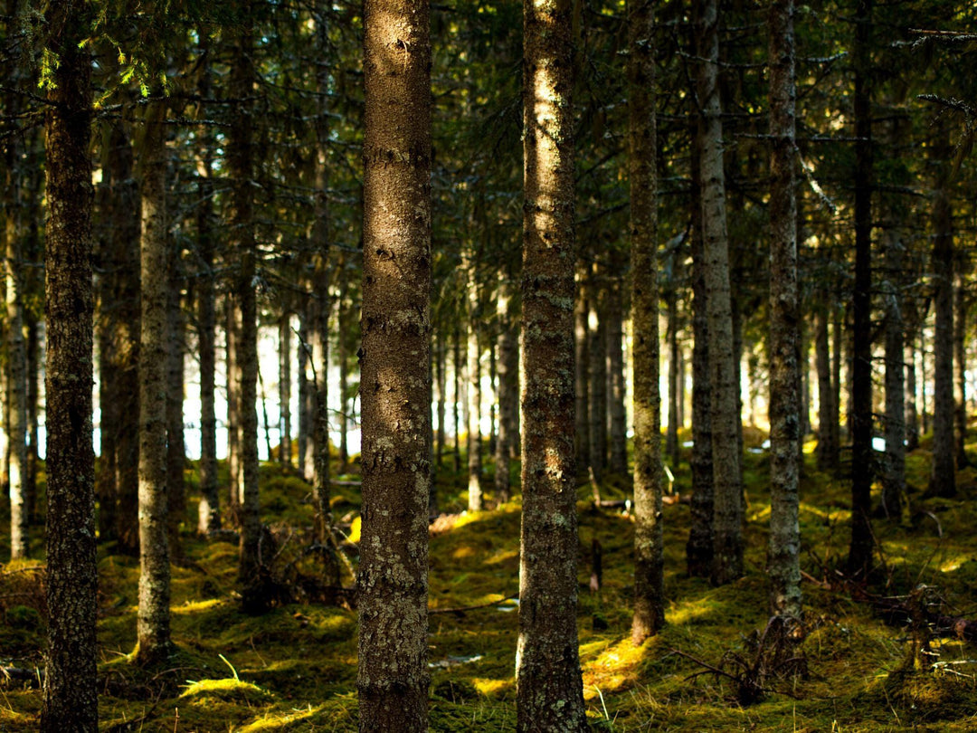 Conflict is back in Tasmania's forests, and two decisions in Victoria could make it worse