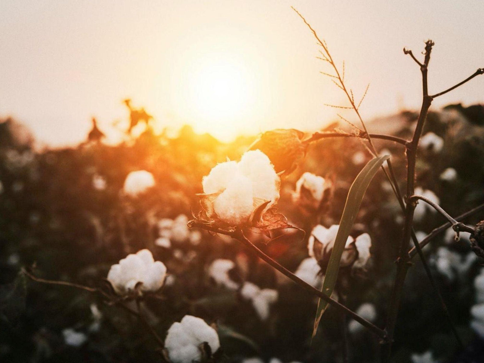 Organic Cotton - TARKINE RUNNING