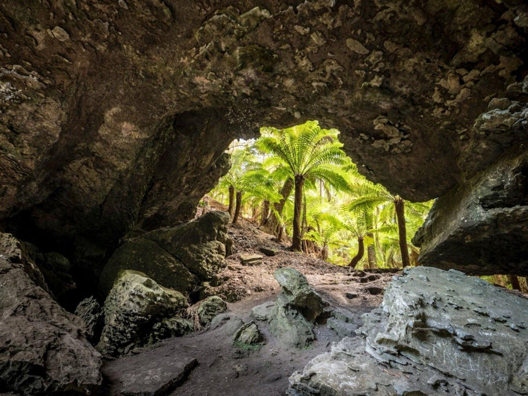 WATCH | Tarkine in Motion - Bob Brown Foundation