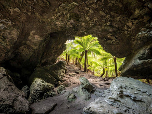  WATCH | Tarkine - Produced by the Bob Brown foundation - TARKINE RUNNING