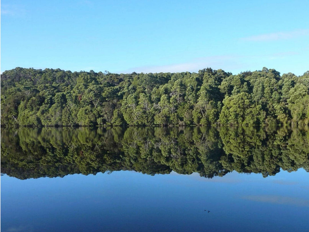 WATCH | Tasmania - The Tarkine Wilderness